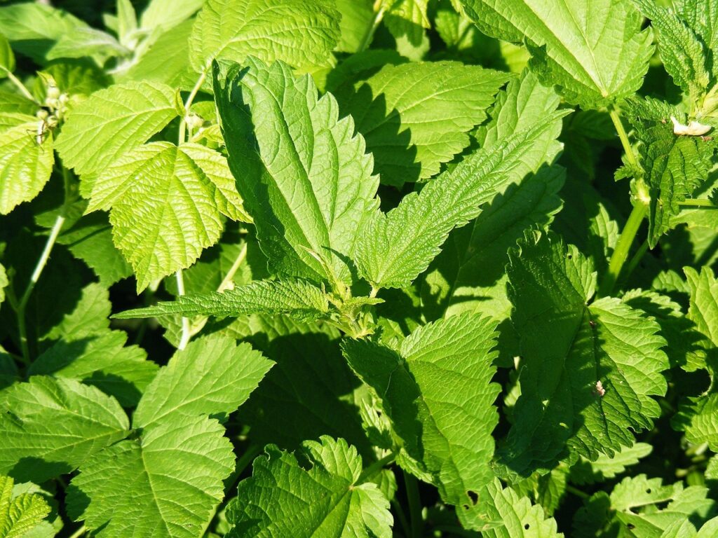 失恋に効果的なサプリでセロトニンを増やす方法は？