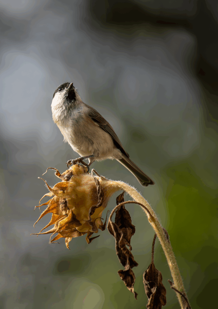 失恋ソングで泣ける邦楽のおすすめは？